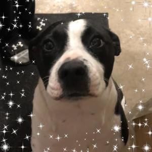 Meet your Posher, Perry